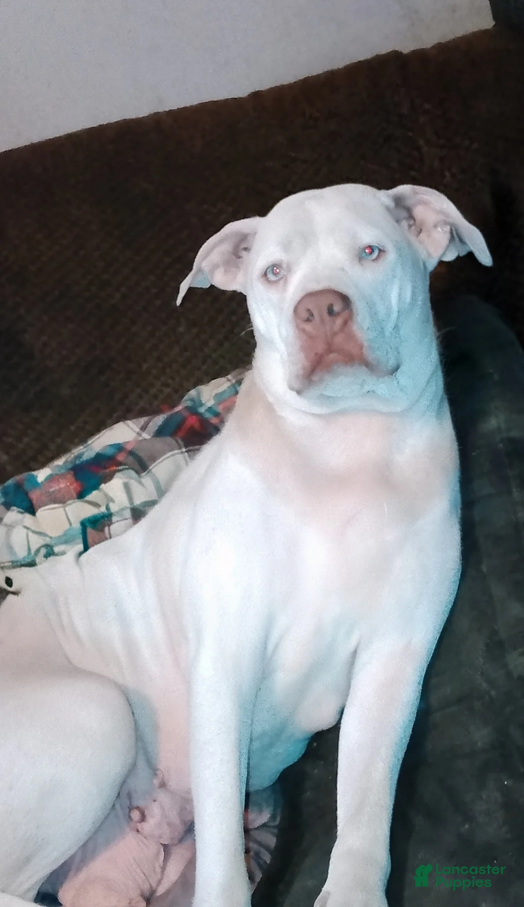 American Pit Bull Terrier dogs for sale: American Pit Bull Terrier Puppy 2 - Ad 3