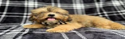 Shihpoo dogs for sale: Diego - Ad 2