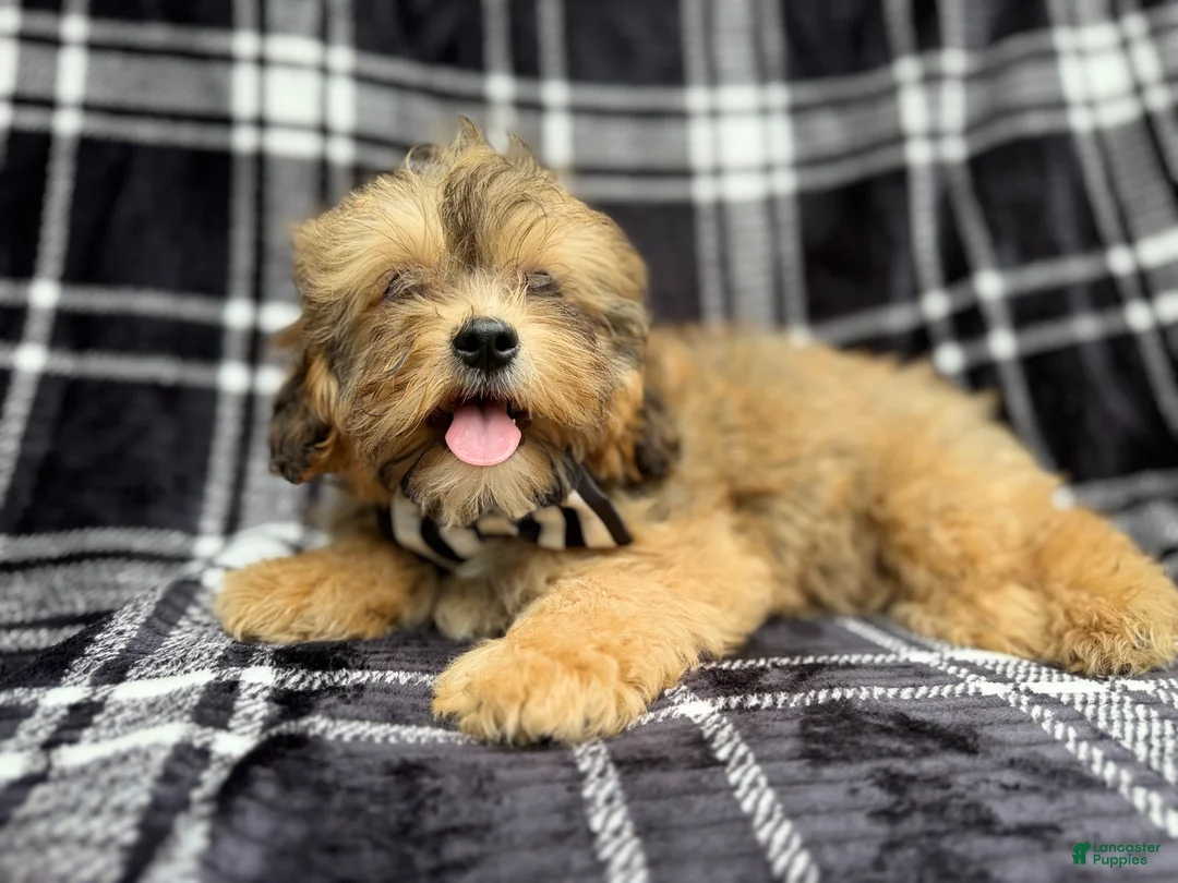 Shihpoo dogs for sale: Diego - Ad 2
