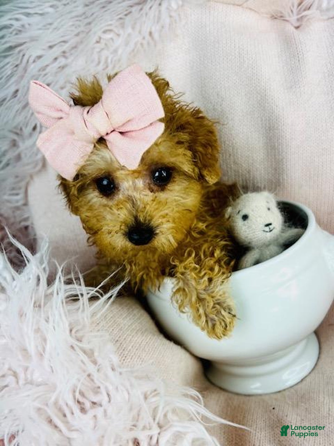 Toy Poodle dogs for sale: Red Small Poodle Puppy - Ad 1