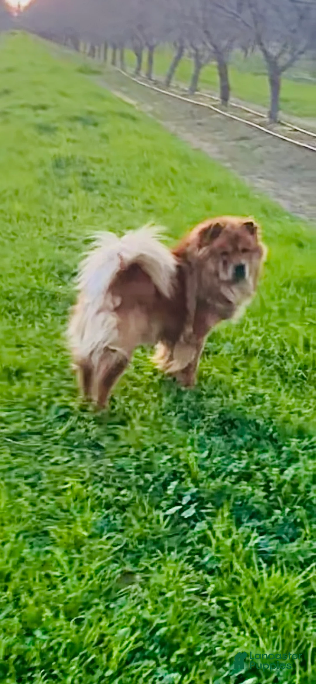 Chow Chow dogs for sale: Chow Chow Puppy 2 - Ad 2