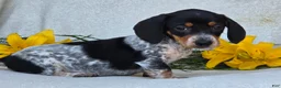 Miniature Dachshund dogs for sale: Mia - Ad 3