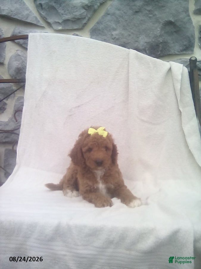 Mini Goldendoodle dogs Rocky - Ad 2