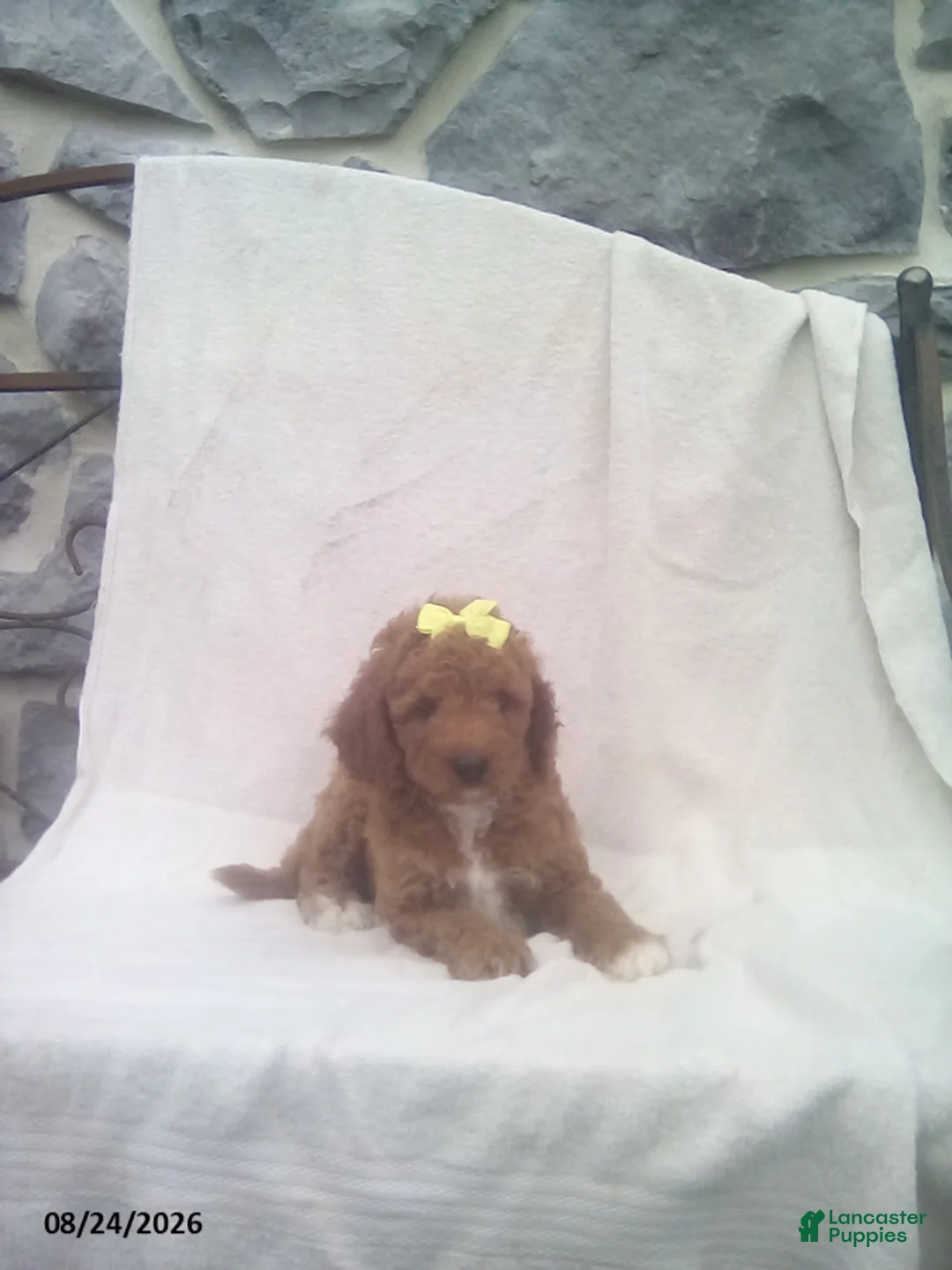 Mini Goldendoodle dogs for sale: Rocky - Ad 2