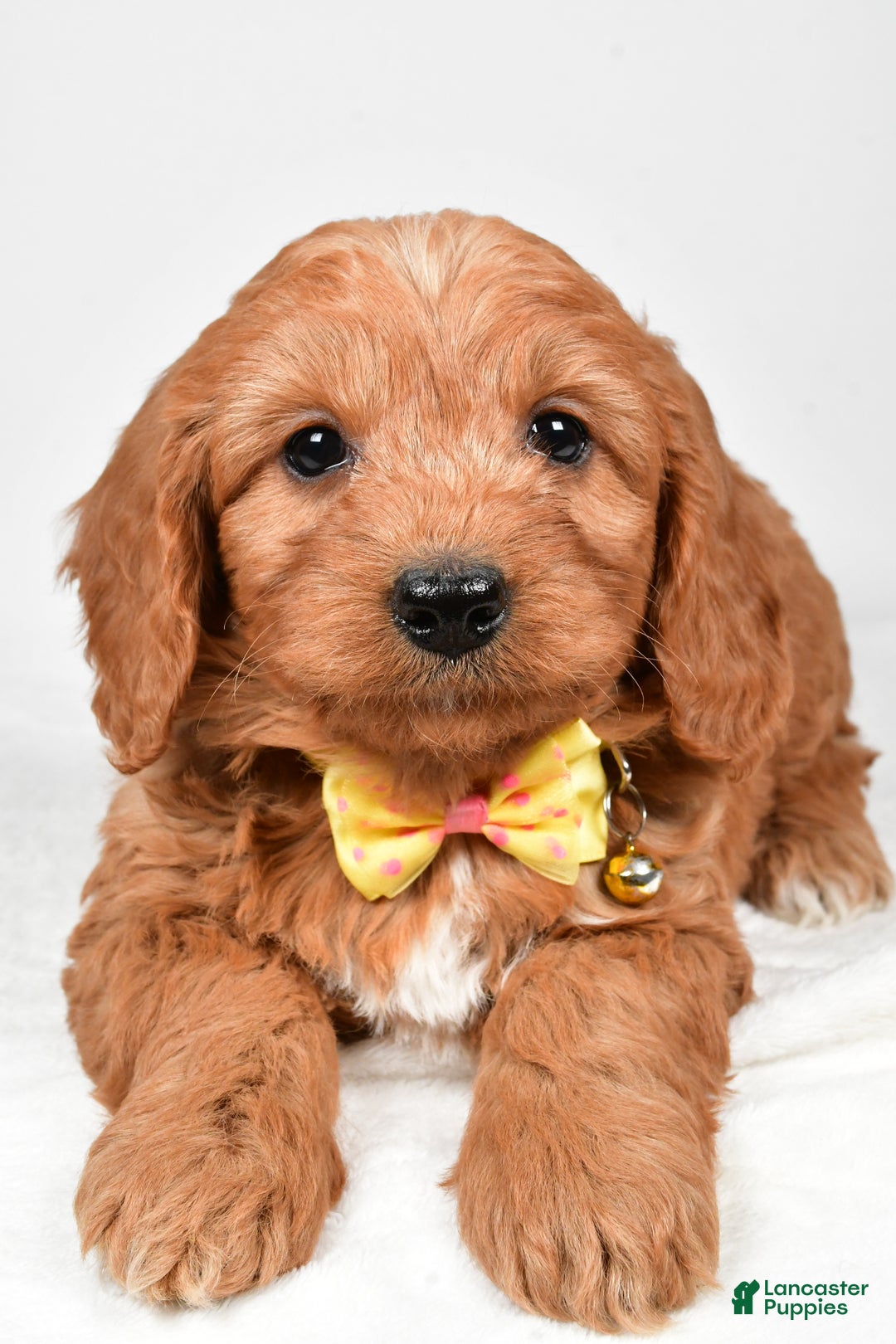 Mini Goldendoodle dogs for sale: Ripley f one b - Ad 4