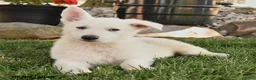 German Shepherd dogs for sale: Sammy - Ad 3