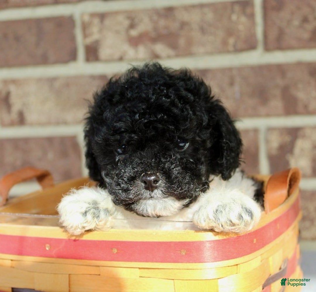 Miniature Poodle dogs for sale: Comet - Ad 7