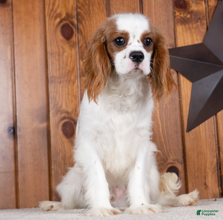 Cavalier King Charles Spaniel dogs Hunter - Ad 2