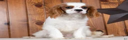 Cavalier King Charles Spaniel dogs for sale: Hunter - Ad 2