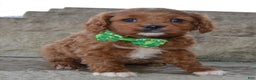 Cavapoo dogs for sale: Cora - Ad 13