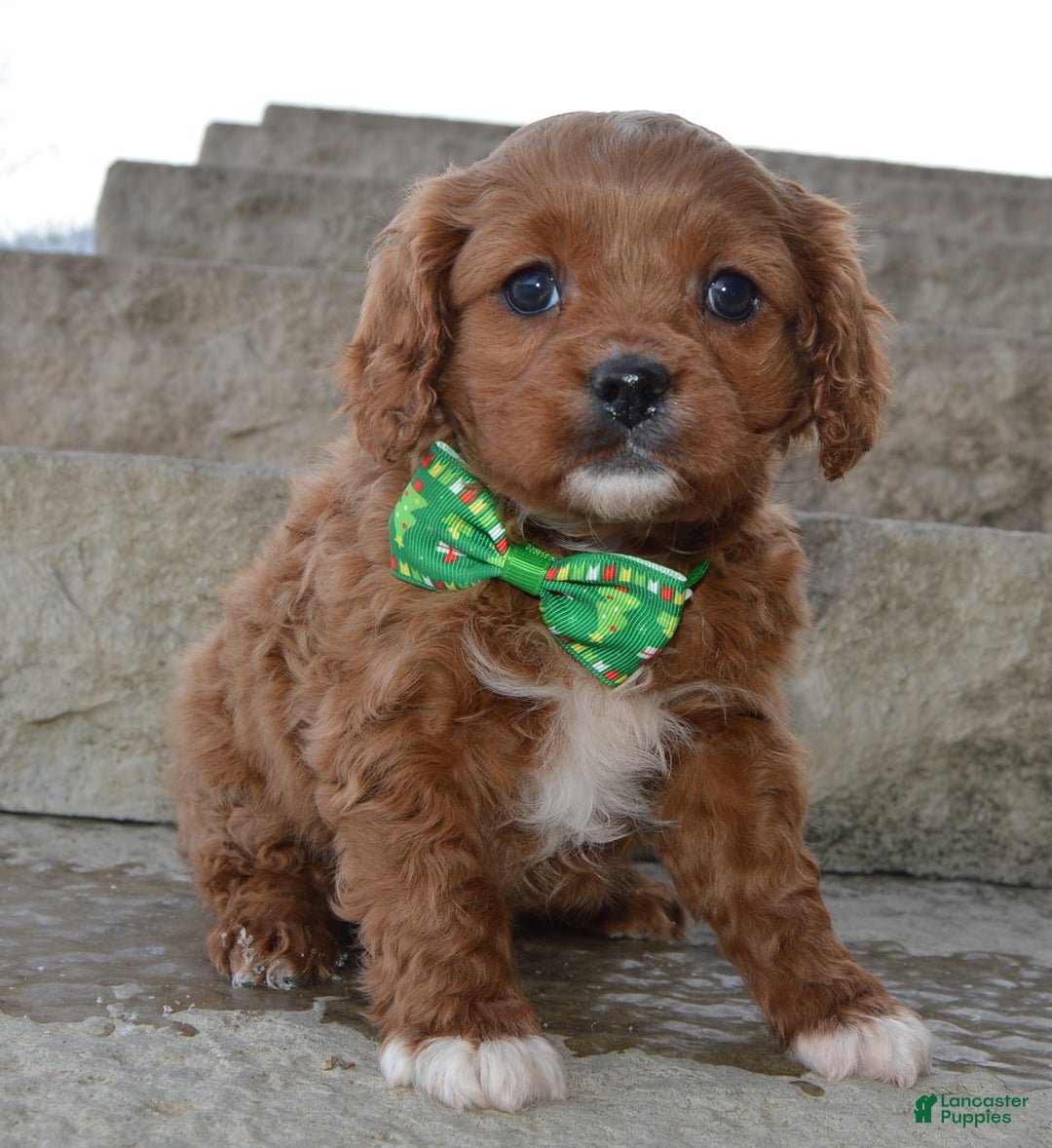 Cavapoo dogs for sale: Cora - Ad 13