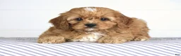 Cavapoo dogs for sale: Fletcher - Ad 1