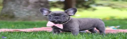 French Bulldog dogs for sale: Lucy - Ad 3
