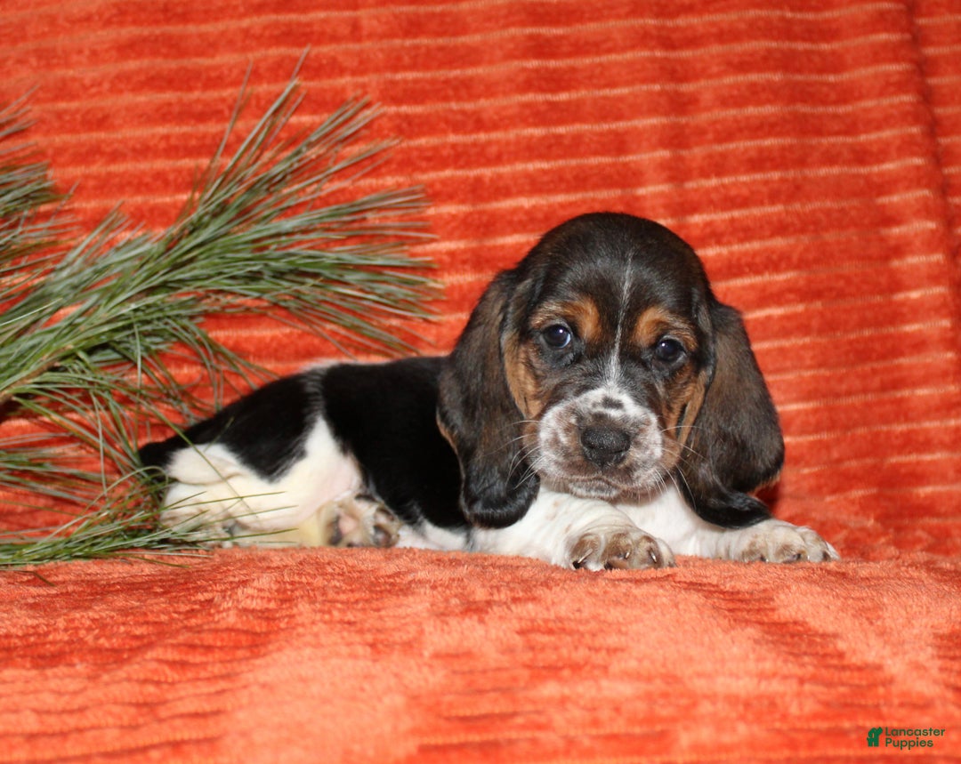 Basset Hound dogs for sale: Smiley - Ad 1
