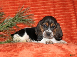 Basset Hound dogs Smiley - Ad 6