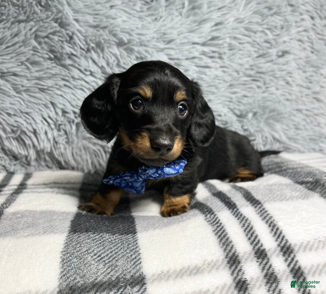 Dachshund dogs for sale: Little Barney  - Ad 3