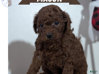 Miniature Poodle dogs Mason - Ad 11