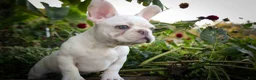 French Bulldog dogs for sale: Snoopy 🐶 - Ad 7