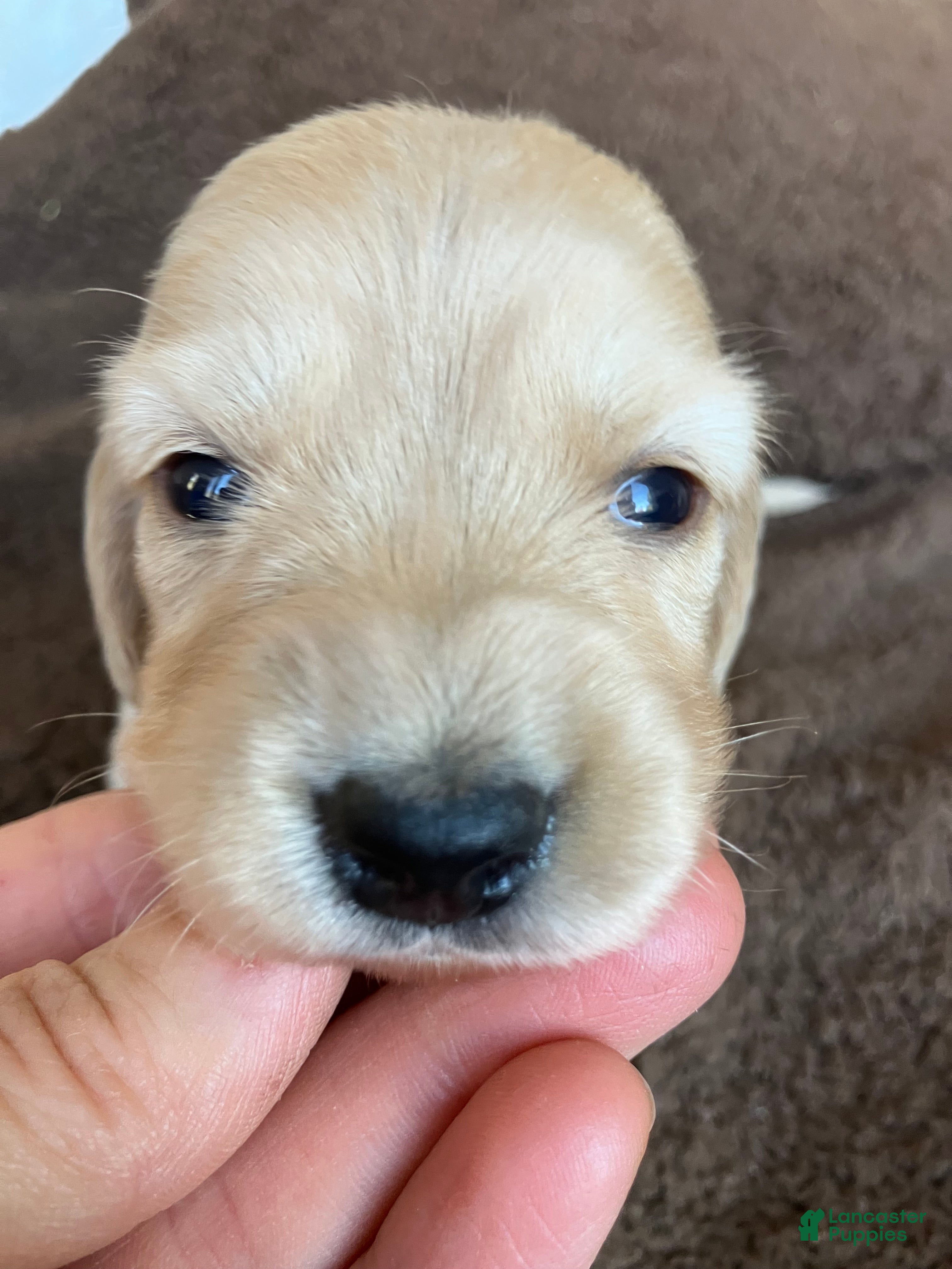 Miniature Dachshund dogs for sale: ORANGE YOU GONNA CUDDLE ME AT HALFTIME - Ad 1