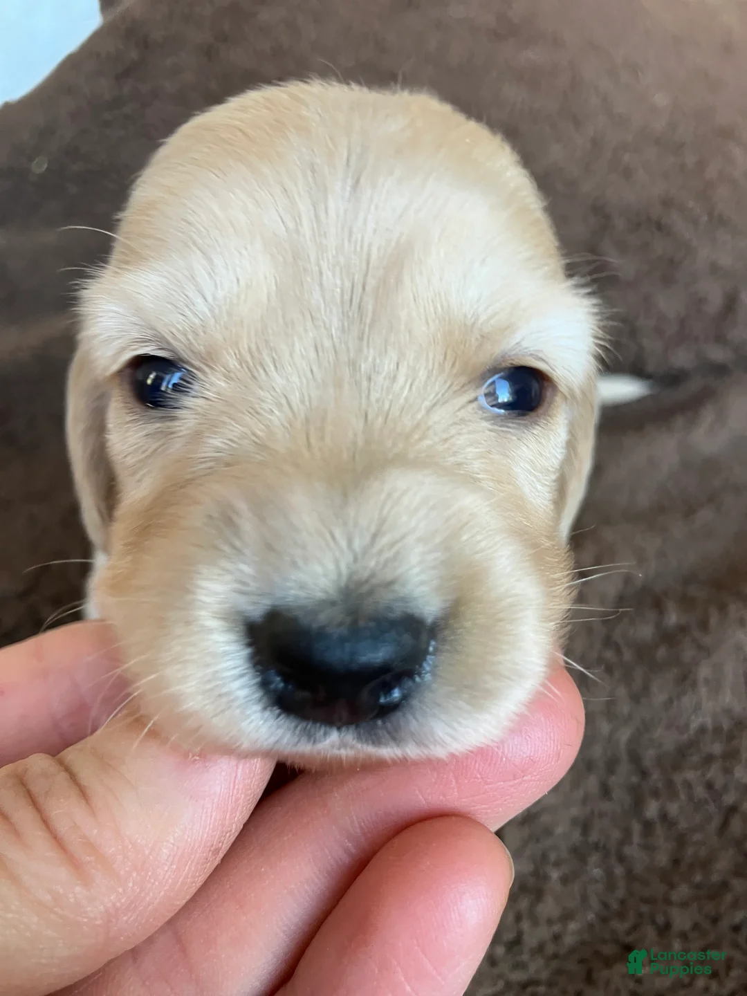 Miniature Dachshund dogs for sale: ORANGE YOU GONNA CUDDLE ME AT HALFTIME - Ad 1