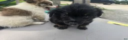 Pomchi dogs for sale: Mittens - Ad 7