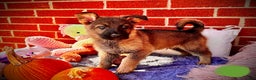 German Shepherd dogs for sale: Rabbit - Ad 3