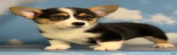 Welsh Corgi Pembroke dogs for sale: Aca Delilah Natural bobtail Bluie and fluffy carrier triple clear - Ad 3
