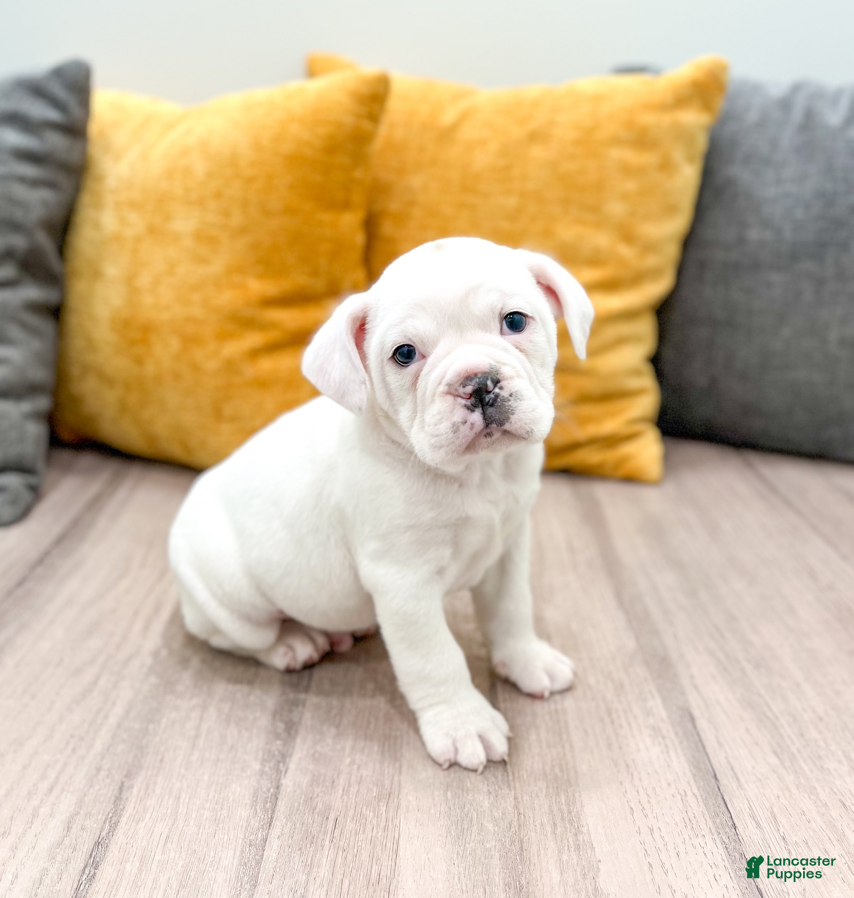 Mixed Breed dogs Rolo - Ad 26