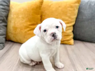 Mixed Breed dogs Rolo - Ad 28