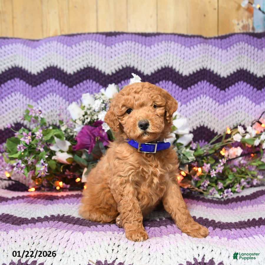 Mini Goldendoodle dogs Lila  - Ad 2