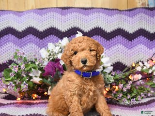 Mini Goldendoodle dogs Lila - Ad 2