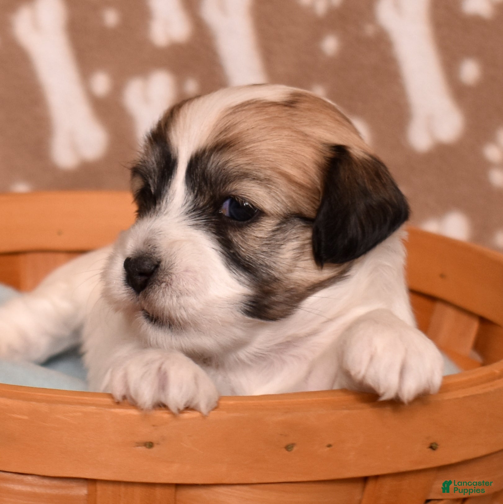 Coton De Tulear dogs Ashley - Ad 2