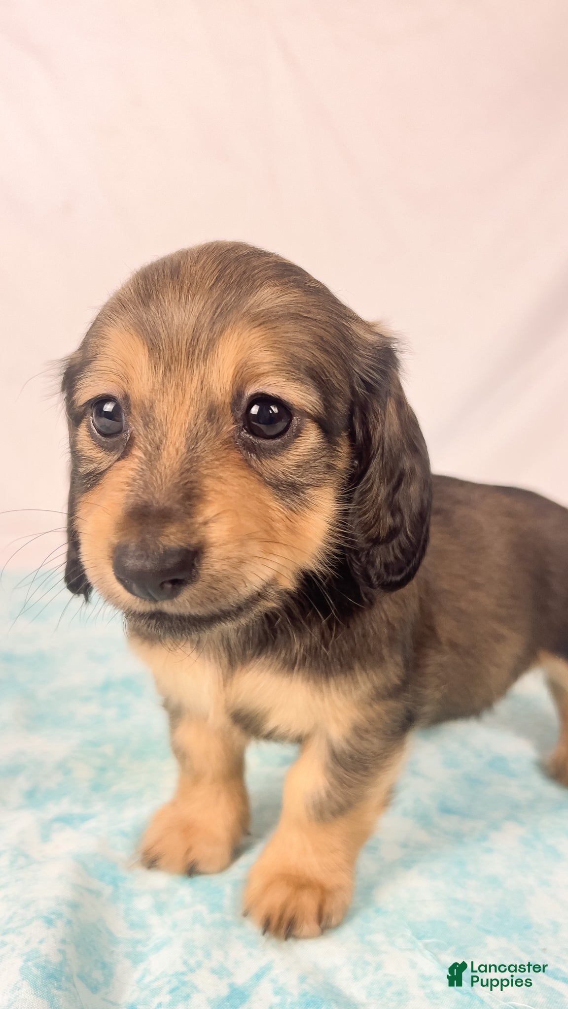 Miniature Dachshund dogs Whip cream - Ad 24