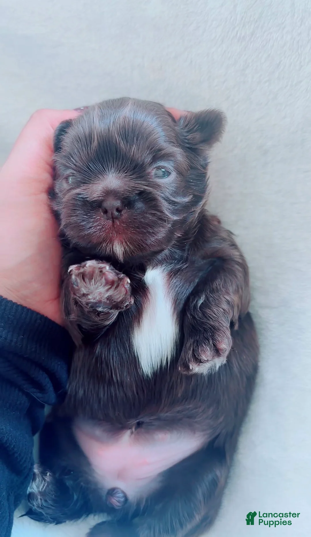 Shih Tzu dogs for sale: Stella - Ad 1