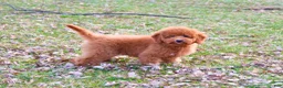 Mini Goldendoodle dogs for sale: Victoria  - Ad 13
