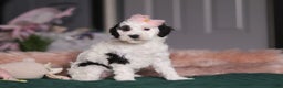 Miniature Poodle dogs for sale: Brianna - Ad 4