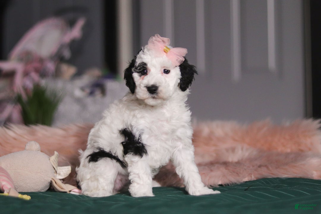 Miniature Poodle dogs for sale: Brianna - Ad 4