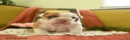 English Bulldog dogs for sale: Yoda - Ad 1