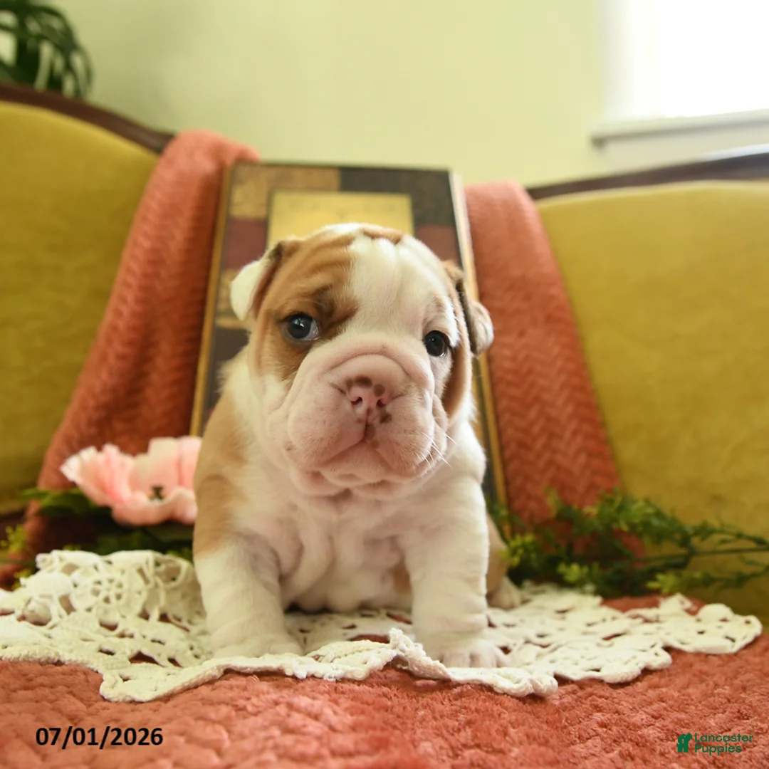 English Bulldog dogs for sale: Yoda - Ad 1