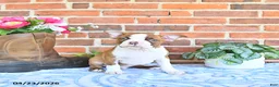 Boston Terrier dogs for sale: Patrick - Ad 3