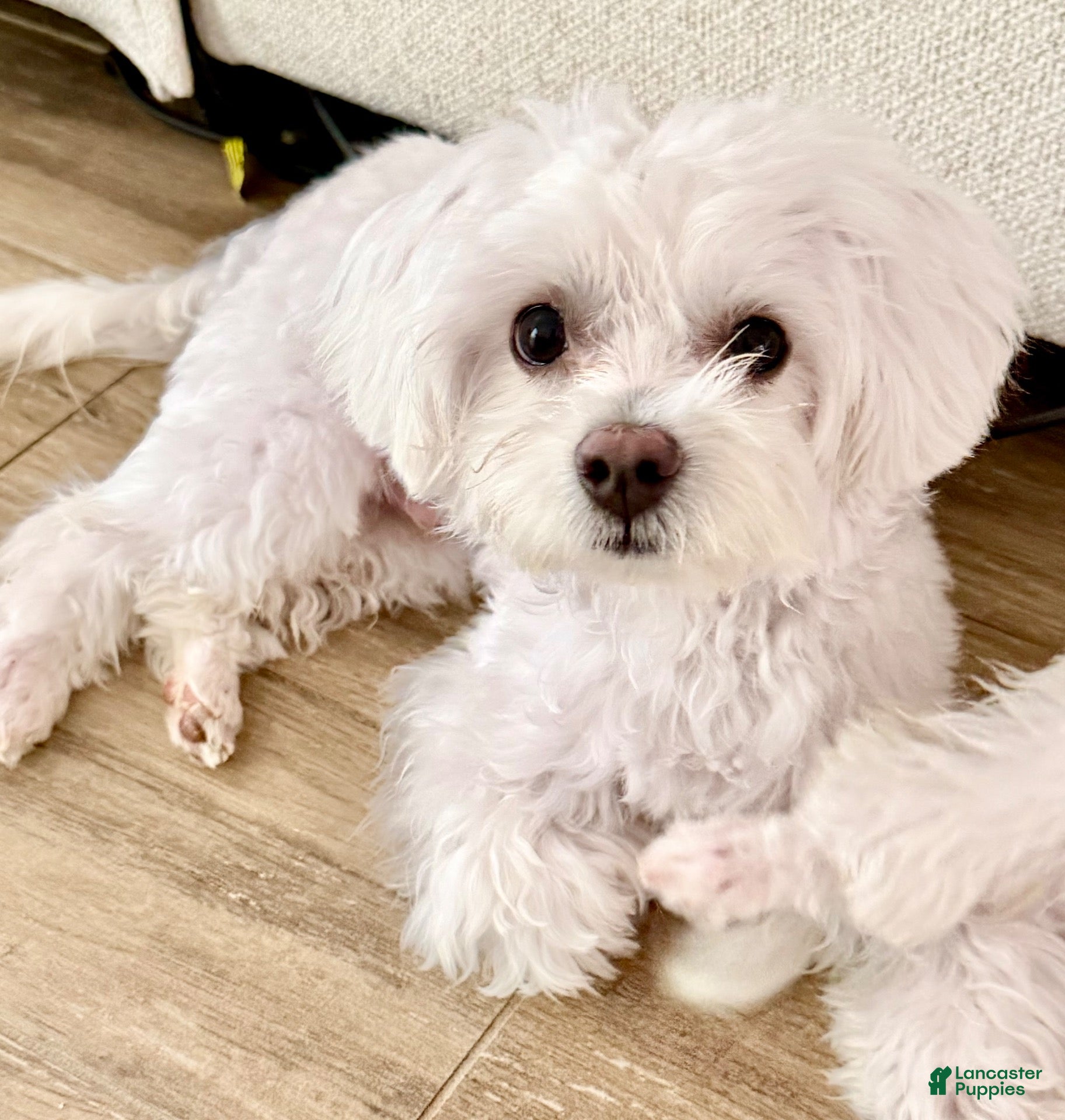 Maltese dogs Coco - Ad 19