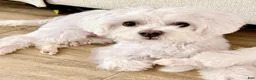 Maltese dogs for sale: Coco - Ad 1