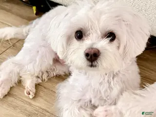 Maltese dogs Coco - Ad 19