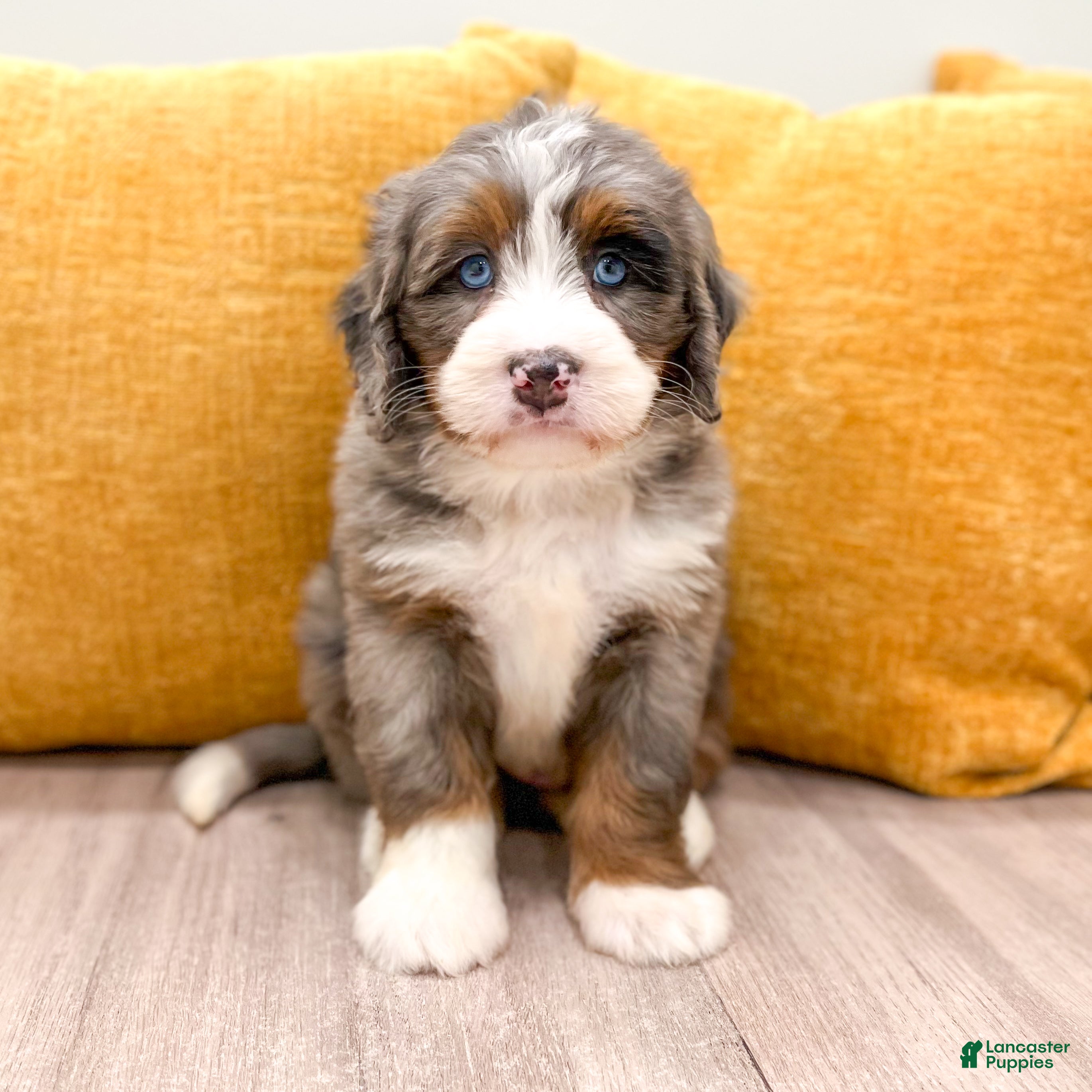 Mini Bernedoodle dogs Zeke - Blue Eyes - Ad 1
