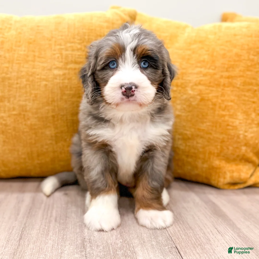 Mini Bernedoodle dogs for sale: Zeke - Blue Eyes - Ad 1