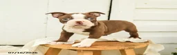 Boston Terrier dogs for sale: Carter - Ad 1