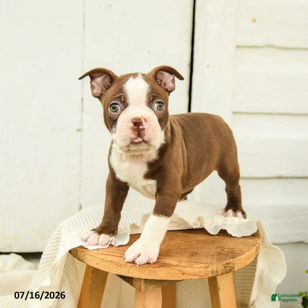 Boston Terrier dogs for sale: Carter - Ad 1