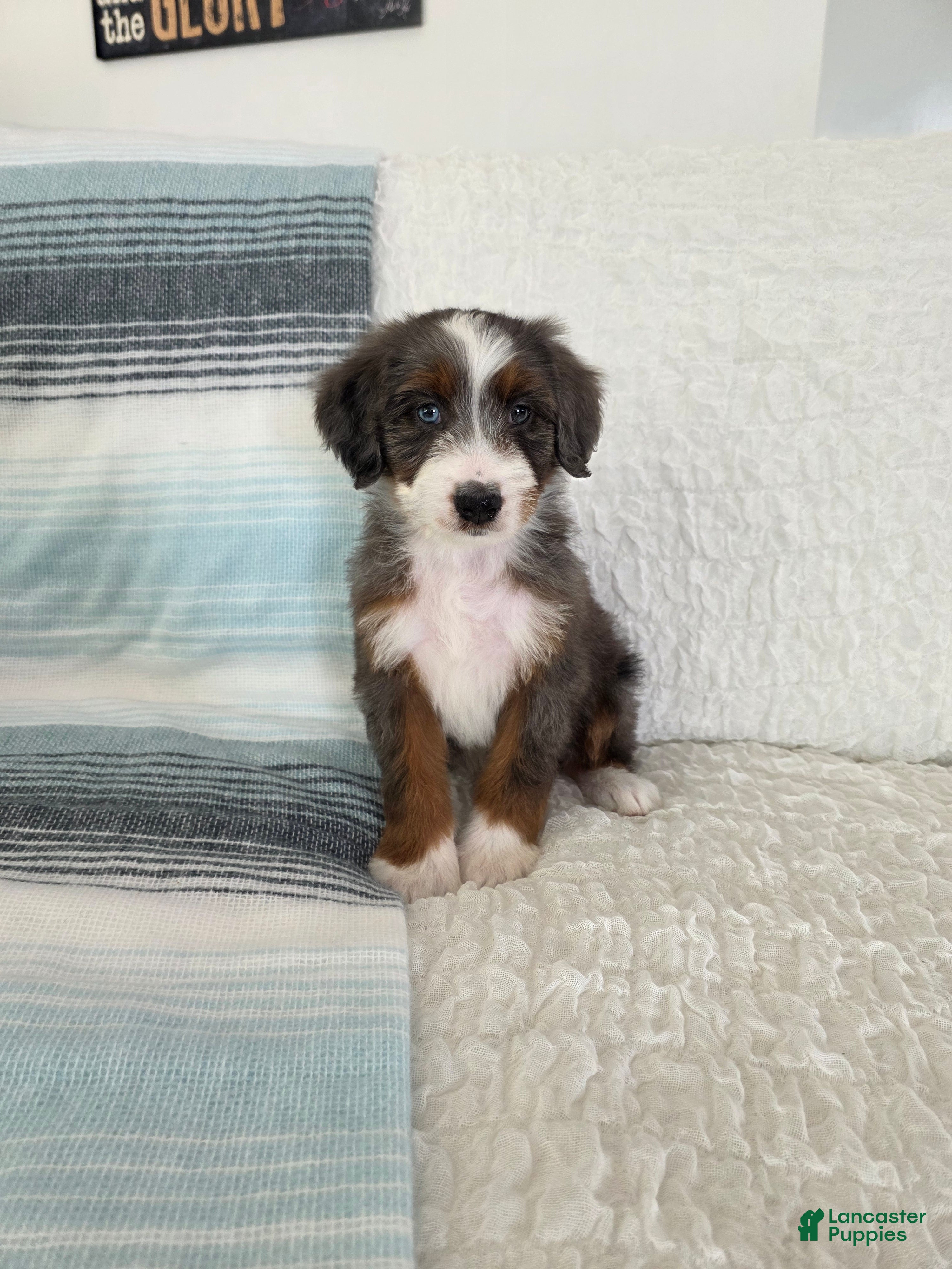 Bernedoodle dogs Axel - Ad 38
