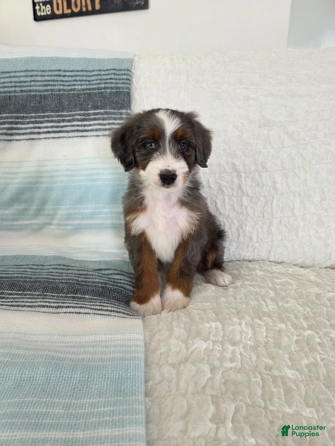 Bernedoodle dogs for sale: Axel - Ad 1