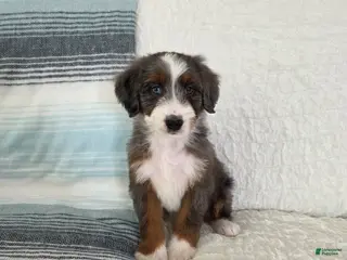 Bernedoodle dogs Axel - Ad 38